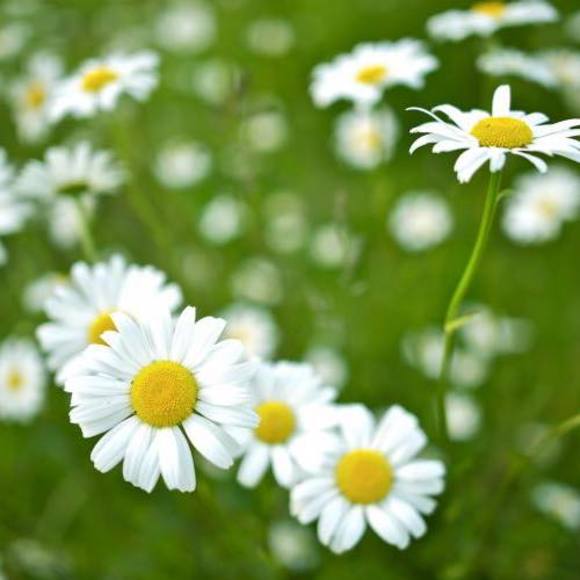 Meet your Posher, Jennifer - Picture 1 of 1